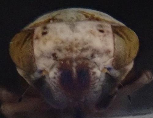 Acericerus ribauti